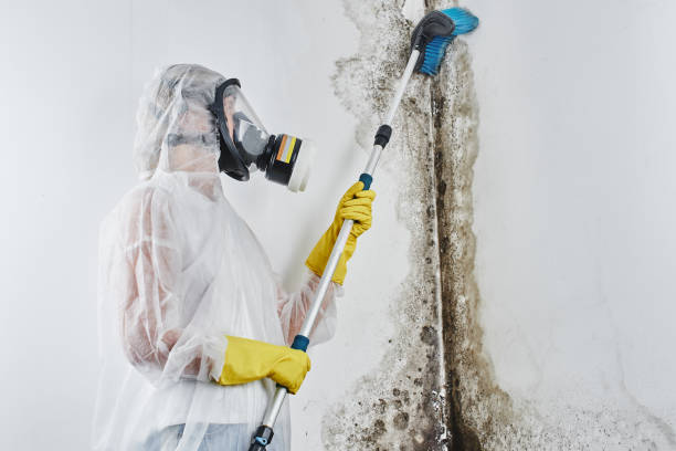 Best Mold Remediation for Specific Building Types in Odessa, FL
