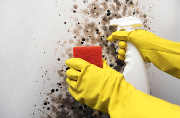 Best Emergency Mold Remediation in Odessa, FL