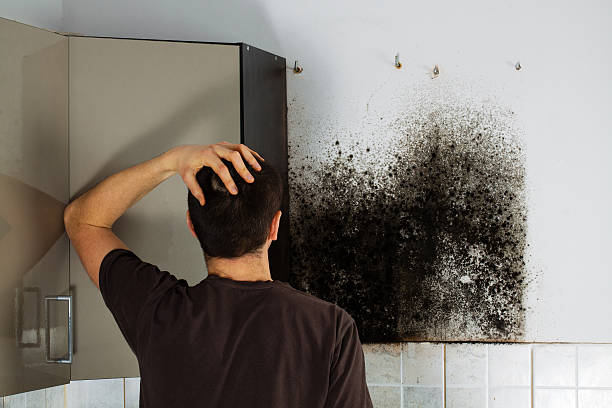 Best Residential Mold Remediation in Odessa, FL