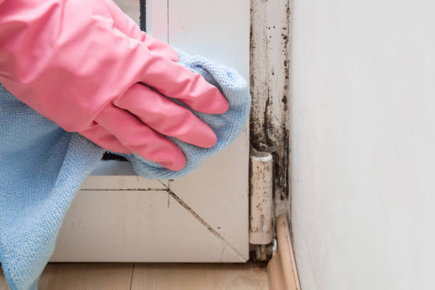 Trusted Odessa, FL Mold Remediation Experts