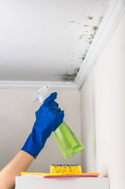 Best Post-Flood Mold Remediation in Odessa, FL